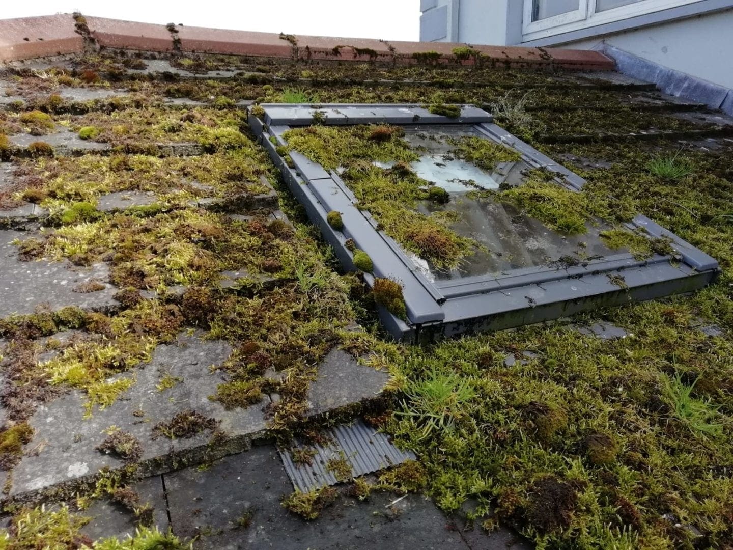 Roof covered in moss and dirty skylight - before cleaning - room with a view window cleaner